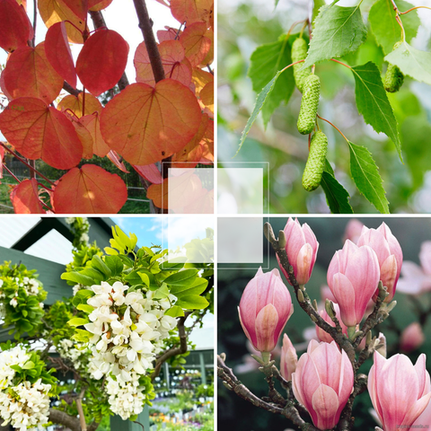 Лиственные деревья