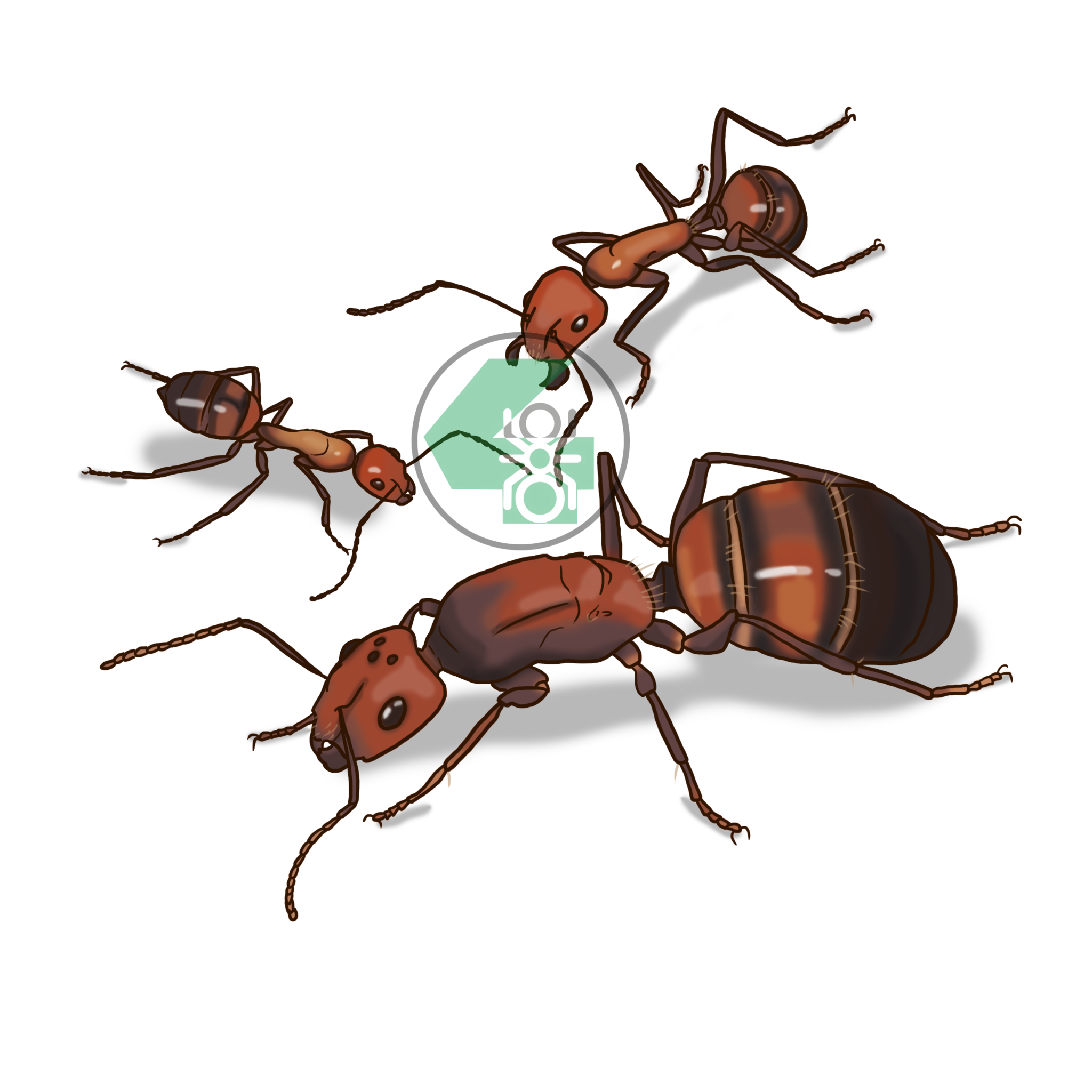 Картинка муравья для детей. Муравьи Camponotus Nicobarensis. Camponotus Nicobarensis матка. Кампонотус никобаренсис Королева. Муравей гигант - Camponotus Vagus.