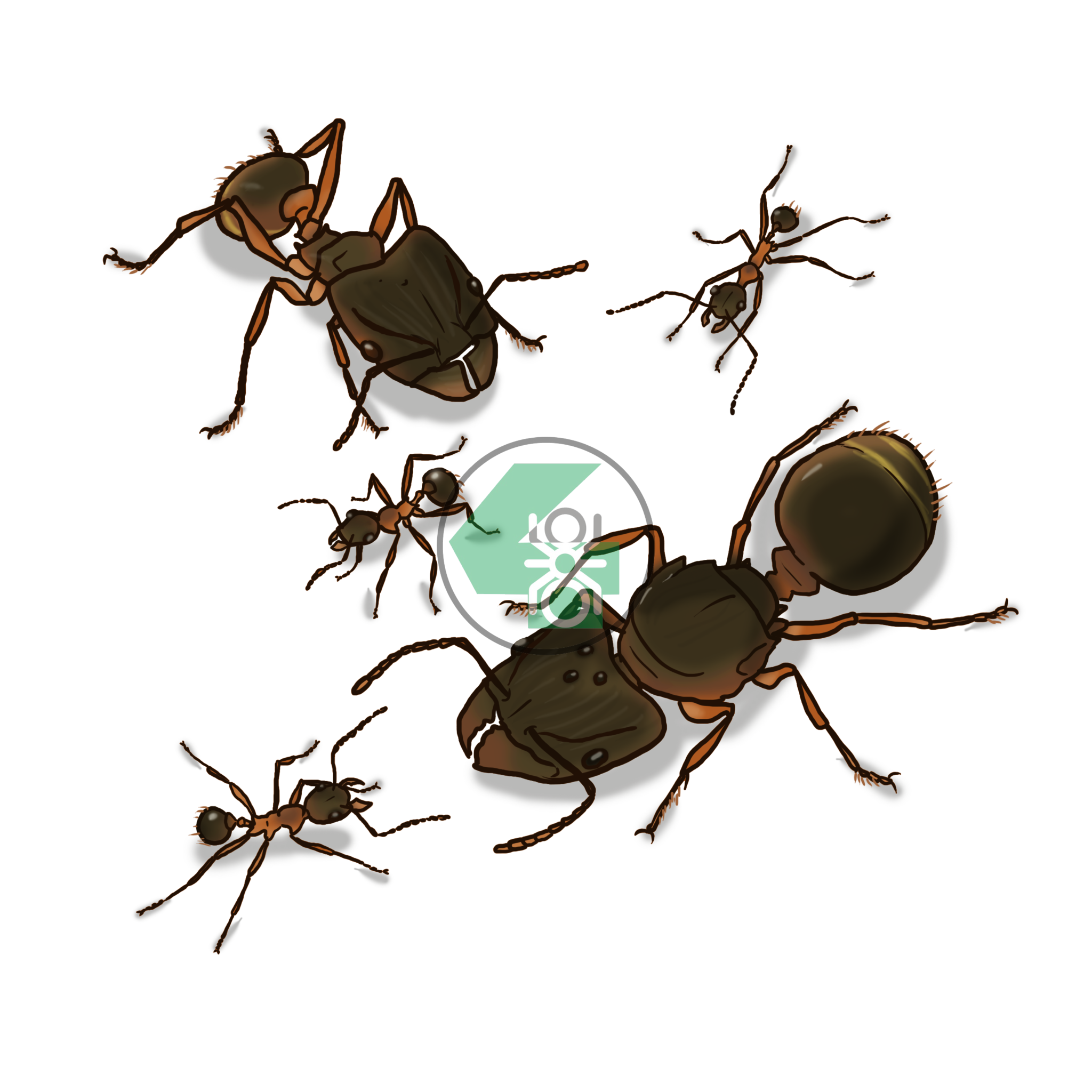 Муравьи-суперсолдаты ( Pheidole). Ферма муравьев. Муравьиная ферма с муравьями. Много муравьев садовый черный.