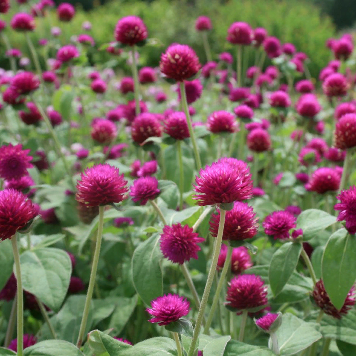 Семена цветов Гомфрена