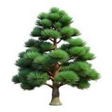 Уличная Сосна изображение