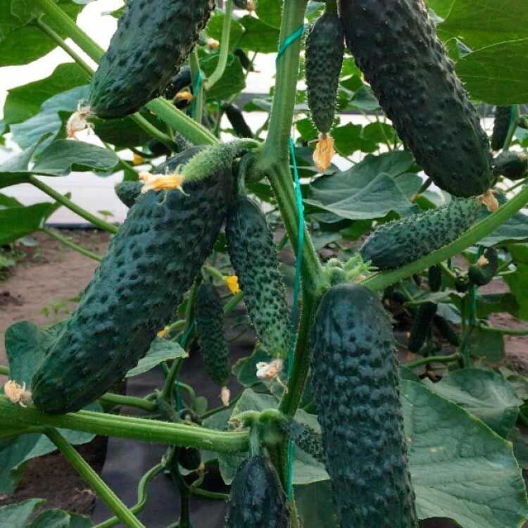 Огурец | 1000seeds.ru