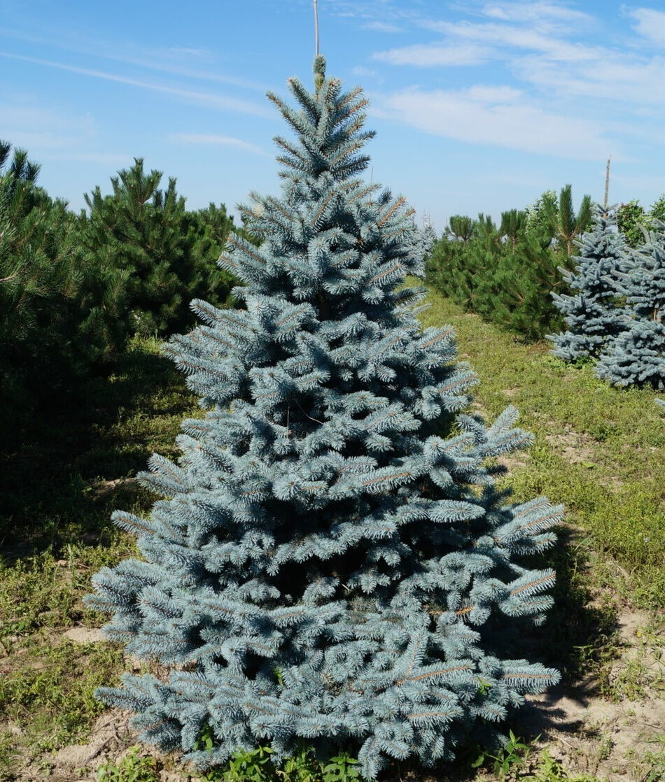Greensel Ель голубая | greensel.ru