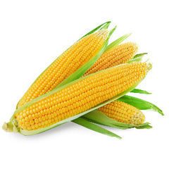 Семена кукурузы в мелкой фасовке