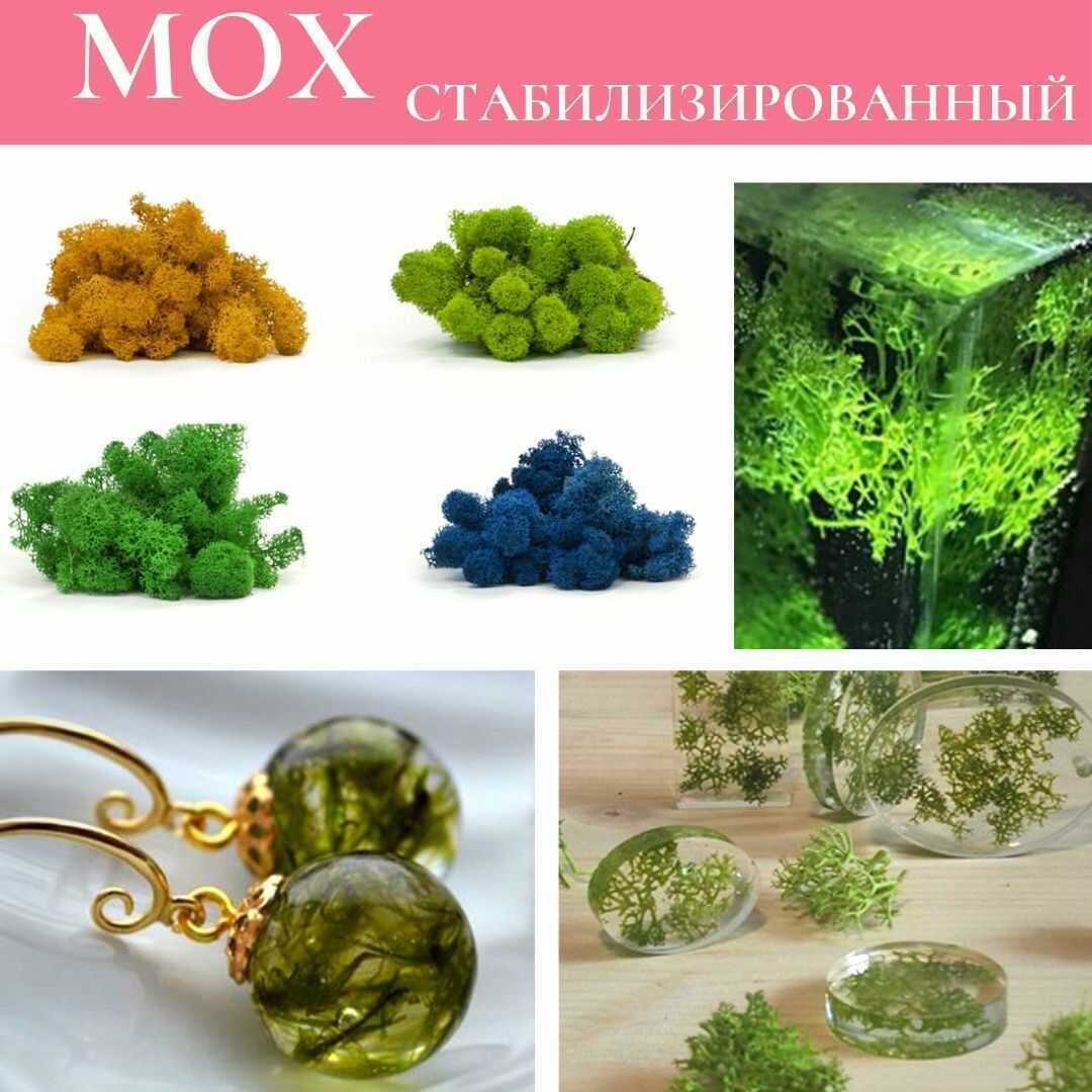 Мох (ягель) стабилизированный – купить по лучшей цене | ИзолонЧик