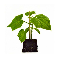 Семена подвоя в мелкой фасовке