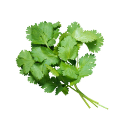 Семена кориандра