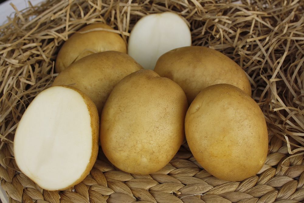 Семенной картофель