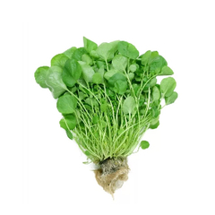 Семена Кресс-салата в мелкой фасовке