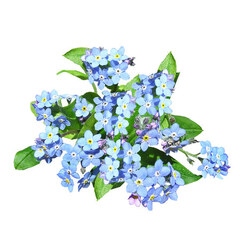 Семена двулетних цветов