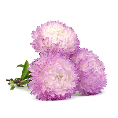 Семена многолетних цветов