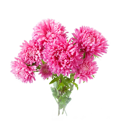 Семена однолетних цветов