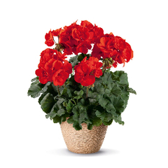 Семена комнатных цветов