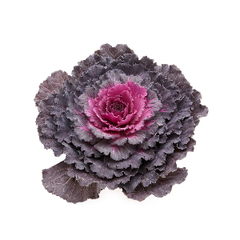 Семена декоративных культур