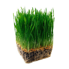 Газонная трава