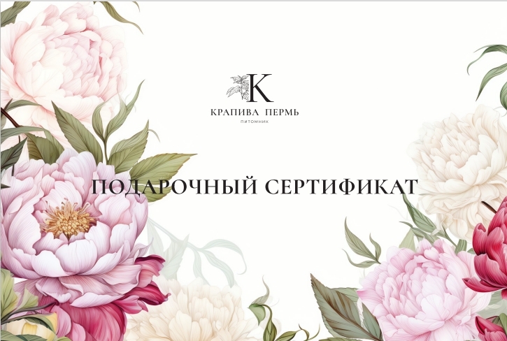 Сертификат ПОДАРОЧНЫЙ | Крапива Пермь