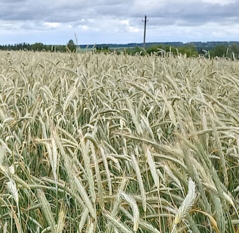 Рожь