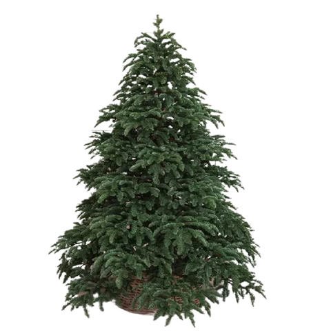 Елки Премиум