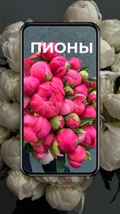 ПИОНЫ PIONOMANIA