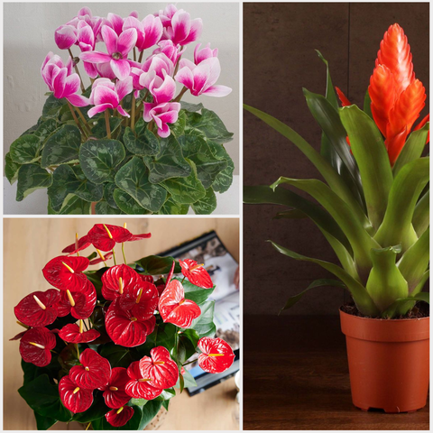 Цветущие растения