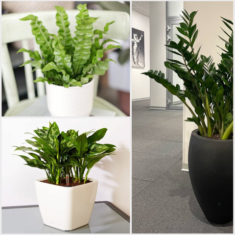 Декоративно-лиственные растения