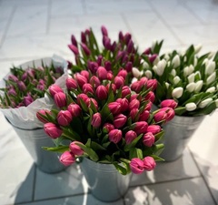 🌷ТЮЛЬПАНОМАНИЯ🌷