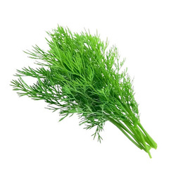 Семена укропа