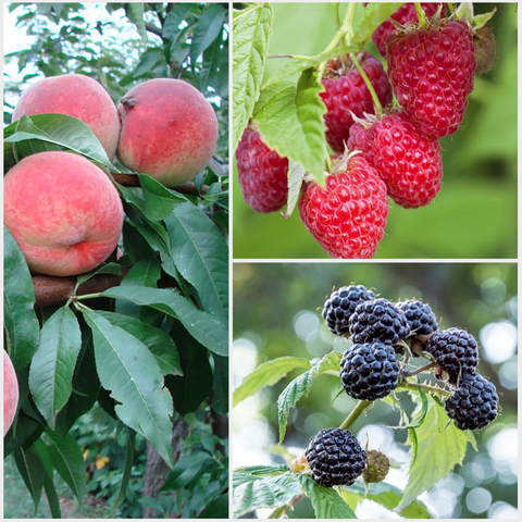 Плодово-ягодные деревья и кустарники