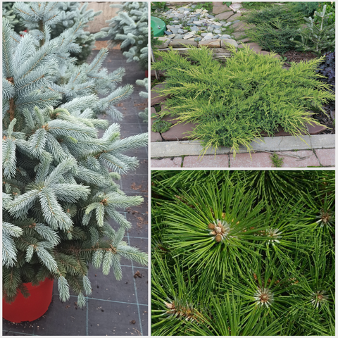 Хвойные растения