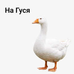 на Гуся