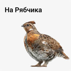 на Рябчика