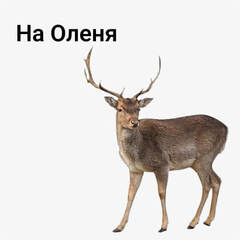 на Оленя