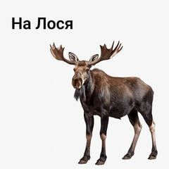 на Лося