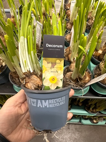 Красиво-цветущие растения