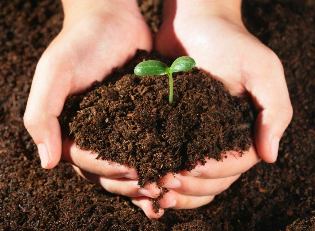 Органические подкормки. Удобрение органическое. Растения в почве. Земля для растений. Почвенные удобрения.