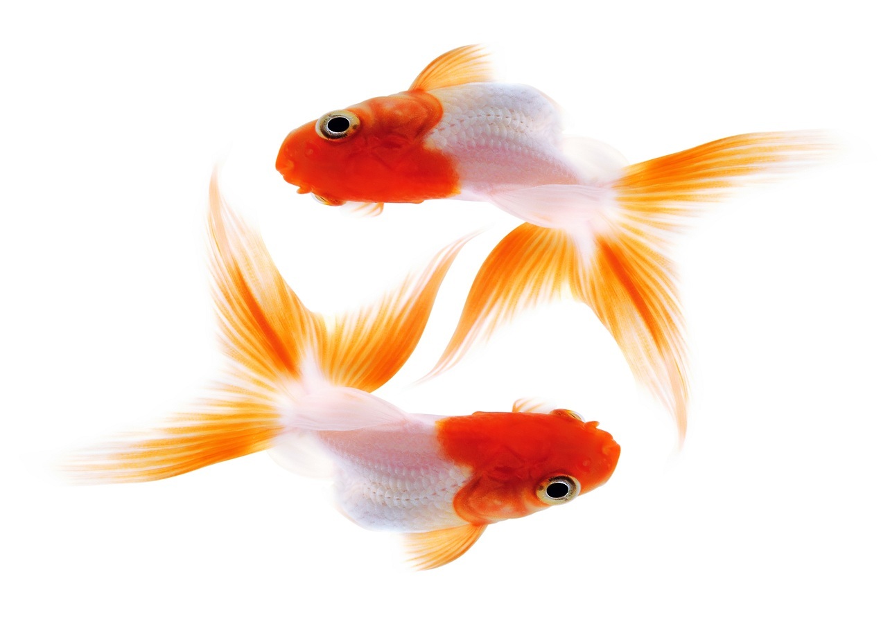 Две золотые рыбки на белом фоне