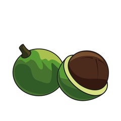 Масло макадамии