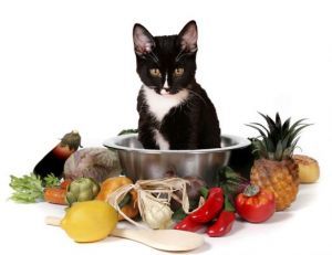 Влажные ветеринарные диеты для кошек