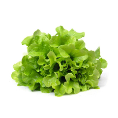 Семена салата Батавия