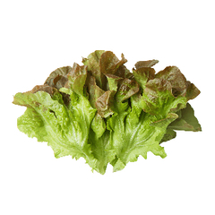 Семена дуболистного салата