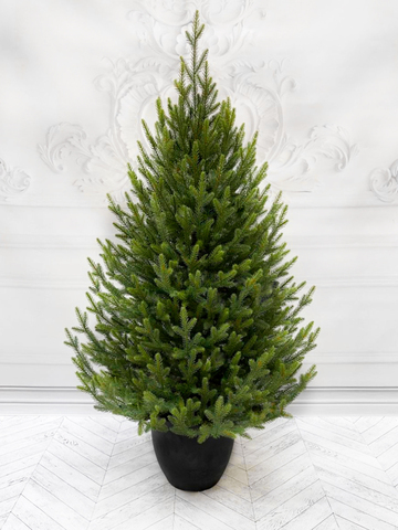 Южная премиум