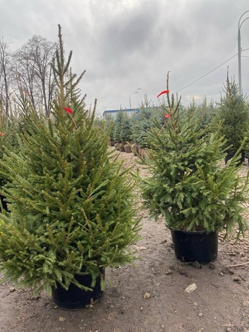 Открытый грунт