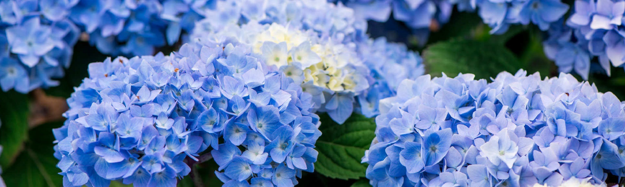 Купить саженцы гортензии в Челябинске | Кусты гортензии на посадку из ...