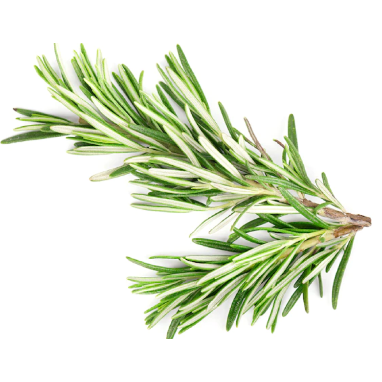 Розмарин | Семена21