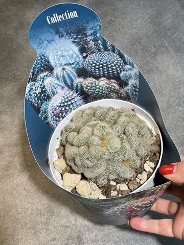 Маммиллярия Элонгата кристата d14