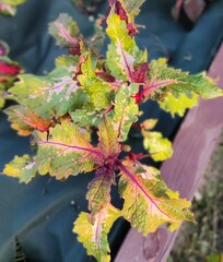 Шелковый путь UO колеус