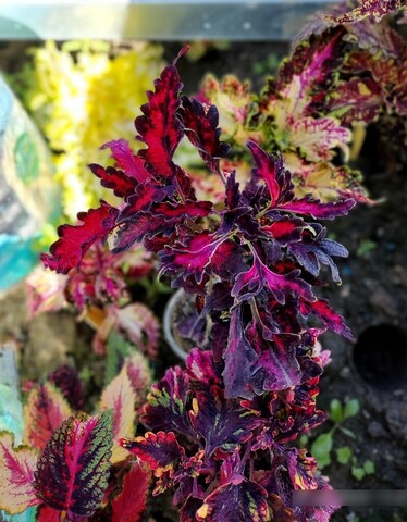 Морское чудо колеус