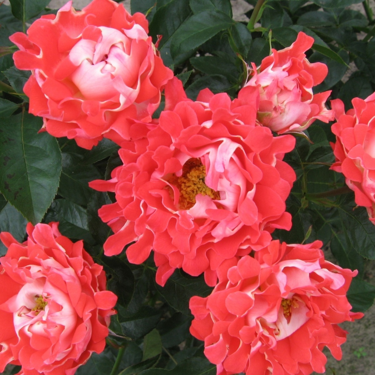 роза раффлс флорибунда индиан раффлс. описание розы раффлс. роза мистик раффлз mystique ruffles. роза флорибунда дрим раффлс. Candy ruffles (кэнди раффлз).