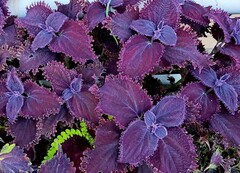 Purple Lace колеус