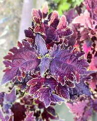 Black Magic Тай колеус КСР